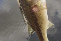 Bass-Caught-in-Mass-scaled