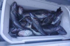 Black-Sea-Bass-scaled-e1780317169807