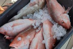 Bucket-of-Snapper