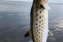Florida Catch