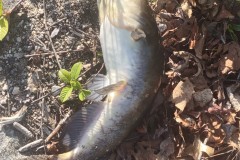 MA-Catfish