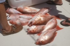 Red-Snapper-Catch