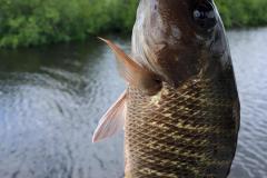 Canal Snapper