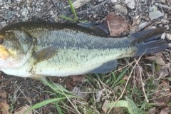 Stoughton-MA-Bass