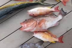Florida-Catch