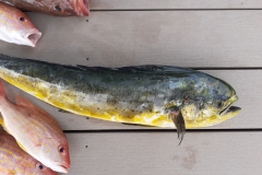 Mahi-Mahi