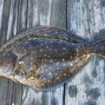 Jumbo Fluke