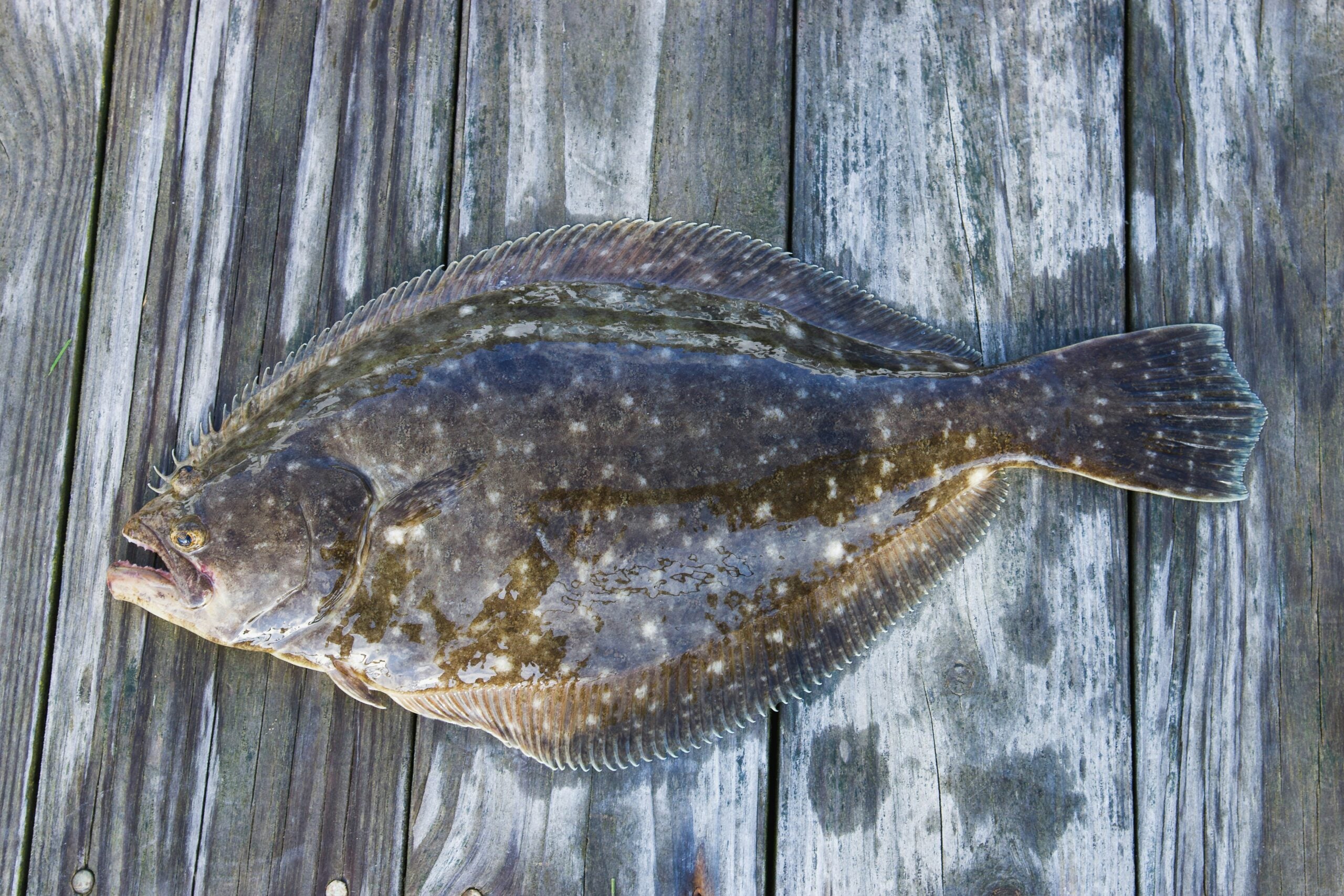 Jumbo Fluke Adventure